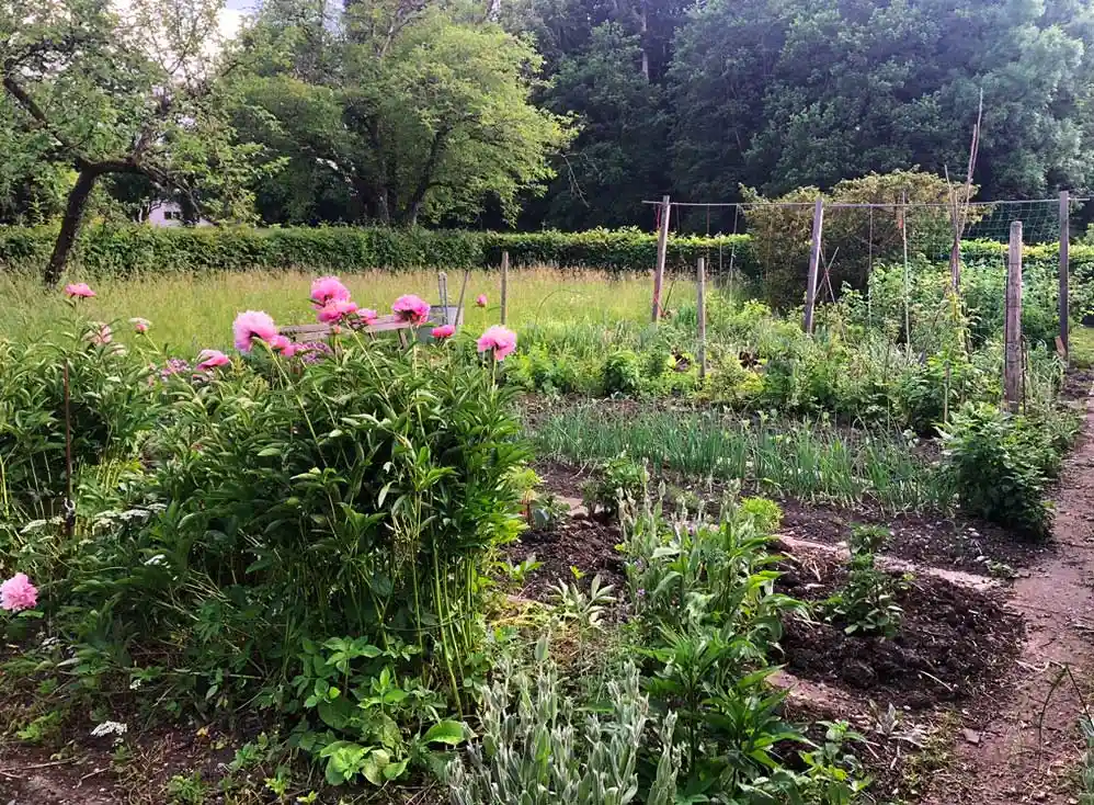 rosa Pfingstrosen und weitere Beete mit Pflanzen und Rankgestellen